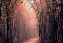 佛罗伦萨主场战平，积分榜位置不变